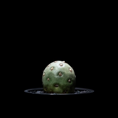 テフロカクタス ゲオメトリクス / Tephrocactus geometricus