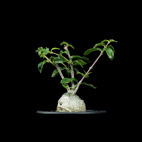 フォッケア エデュリス / Fockea edulis #7