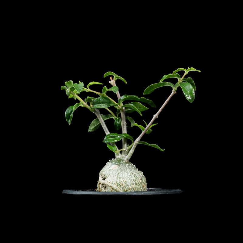 フォッケア エデュリス / Fockea edulis #7 | Ducks ( plants. )