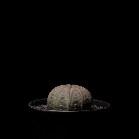 ユーフォルビア オベサ / Euphorbia obesa #2