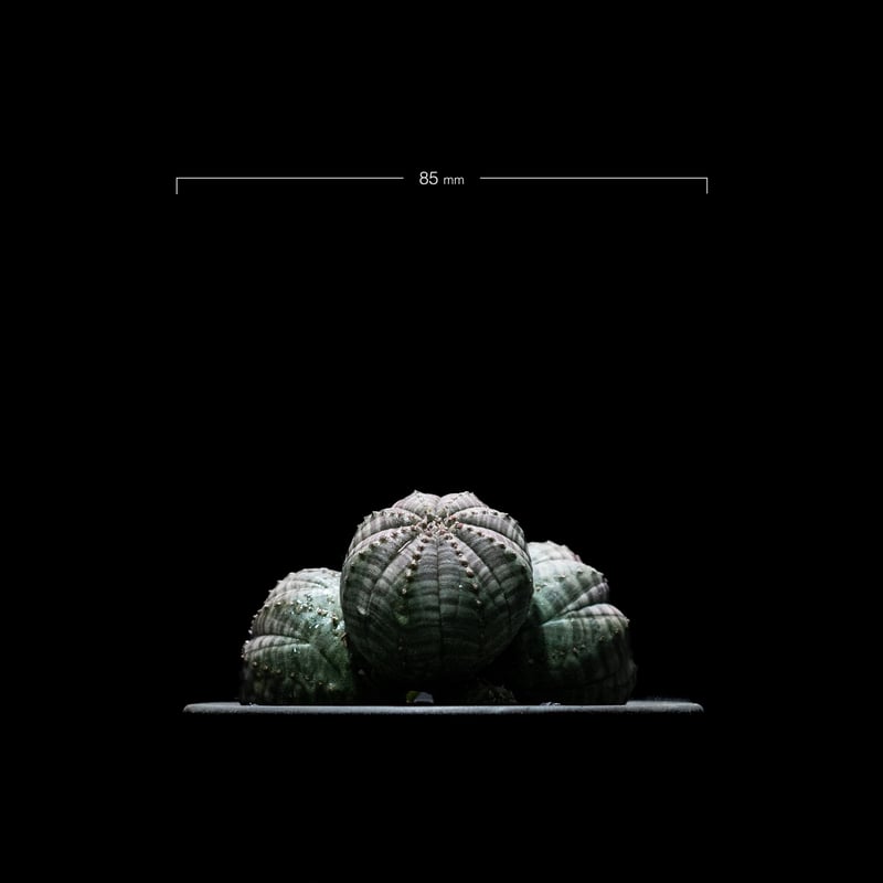 ユーフォルビア オベサ [多頭タイプ] / Euphorbia obesa f.caespit