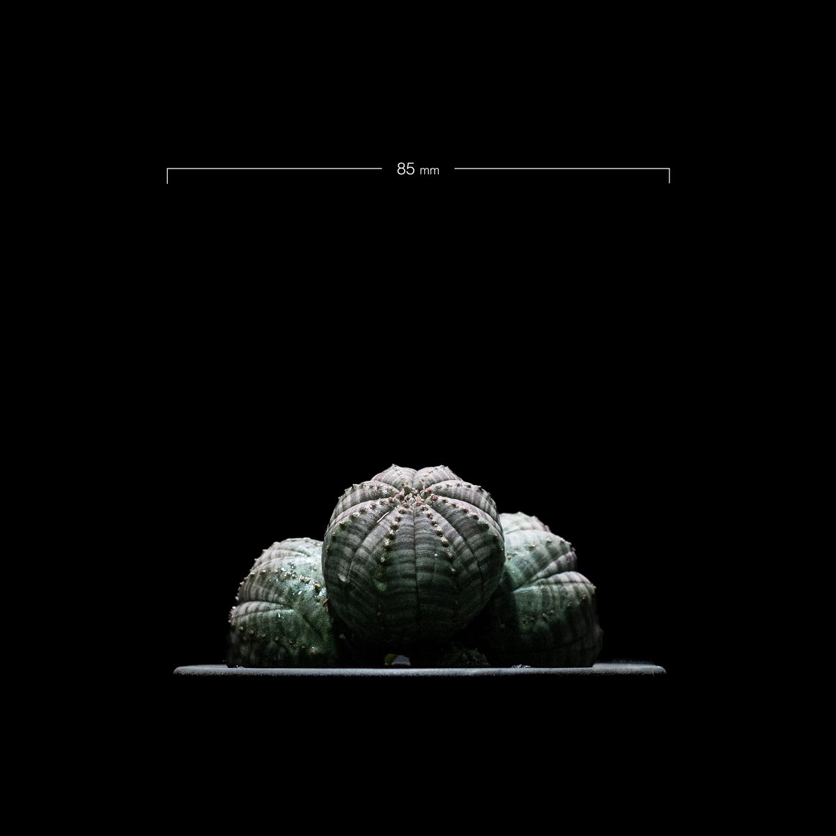 ユーフォルビア オベサ [多頭タイプ] / Euphorbia obesa f.caespit