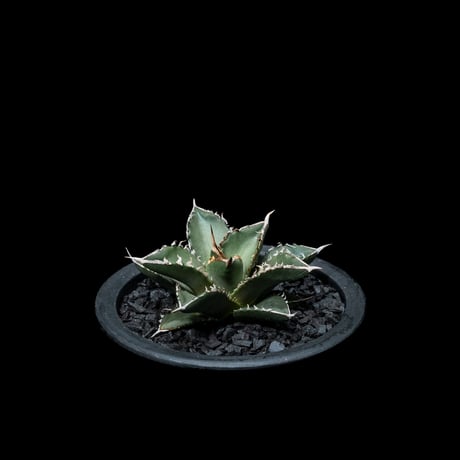 アガベ チタノタ 海王 / Agave titanota ‘Sea King’ #1