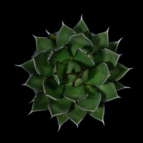 アガベ 兜蟹×笹の雪 / Agave isthmensis ‘Kabutogani’ × victoriae-reginae #2