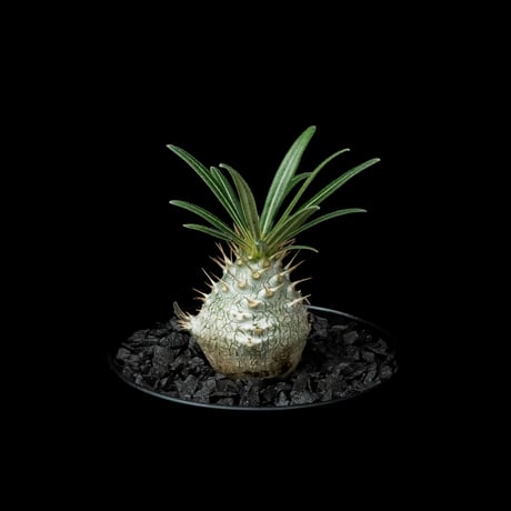 パキポディウム グラキリス / Pachypodium rosulatum var. gracilius #55