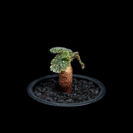 ペラルゴニウム バークリー / Pelargonium barklyi #3