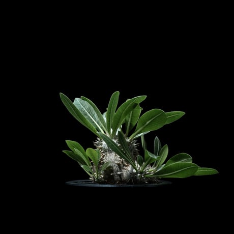 パキポディウム デンシカウレ / Pachypodium densicaule #12