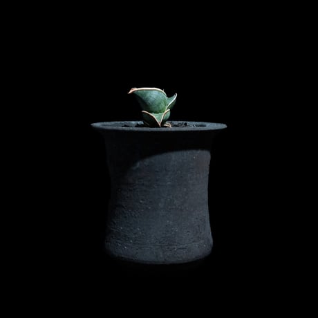 サンセベリア ロリダ / Sansevieria rorida #2
