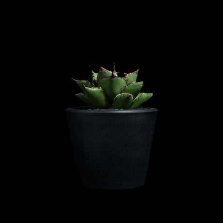 アガベ チタノタ 熊猫 / Agave titanota 'Panda' #4