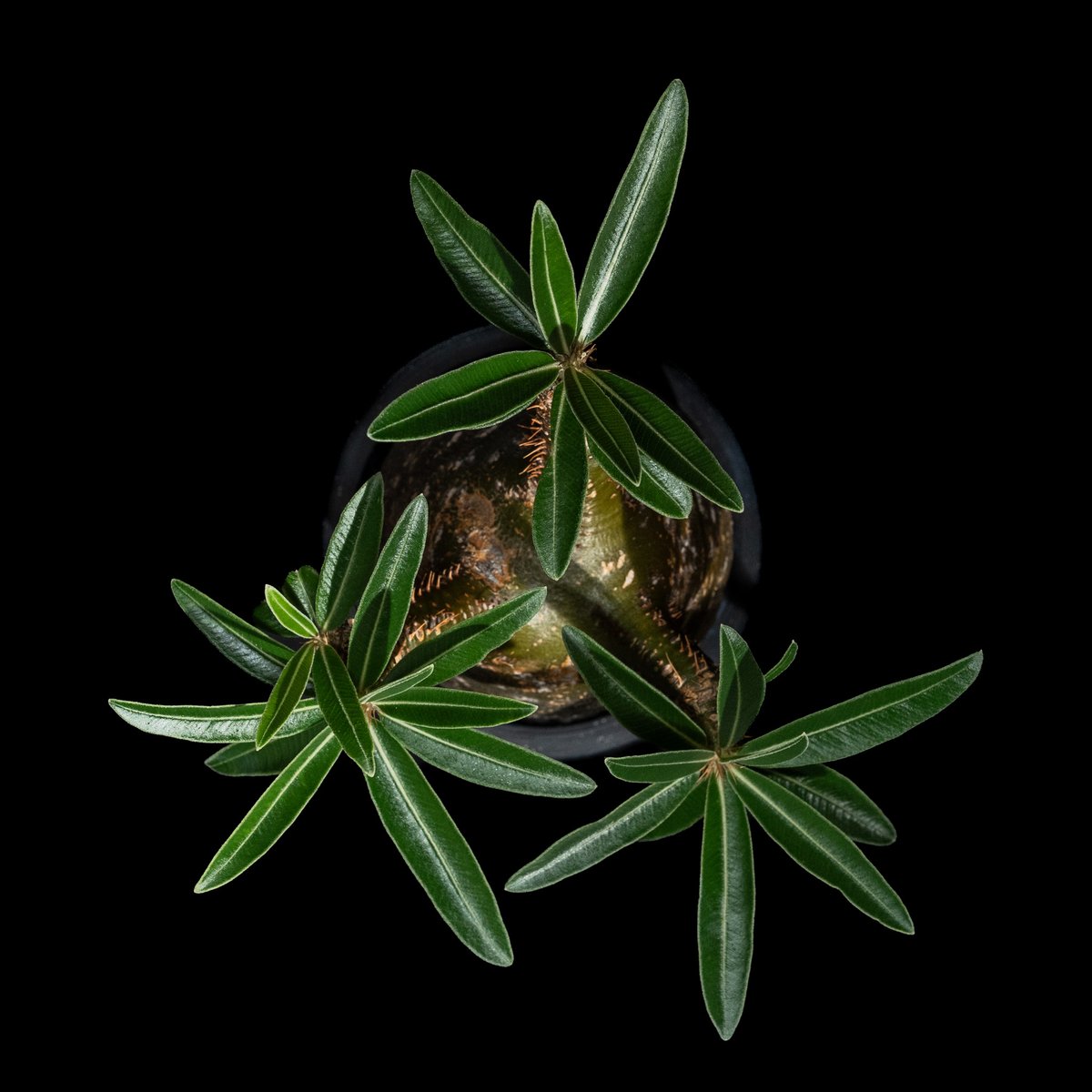 パキポディウム グラキリス / Pachypodium rosulatum var. grac