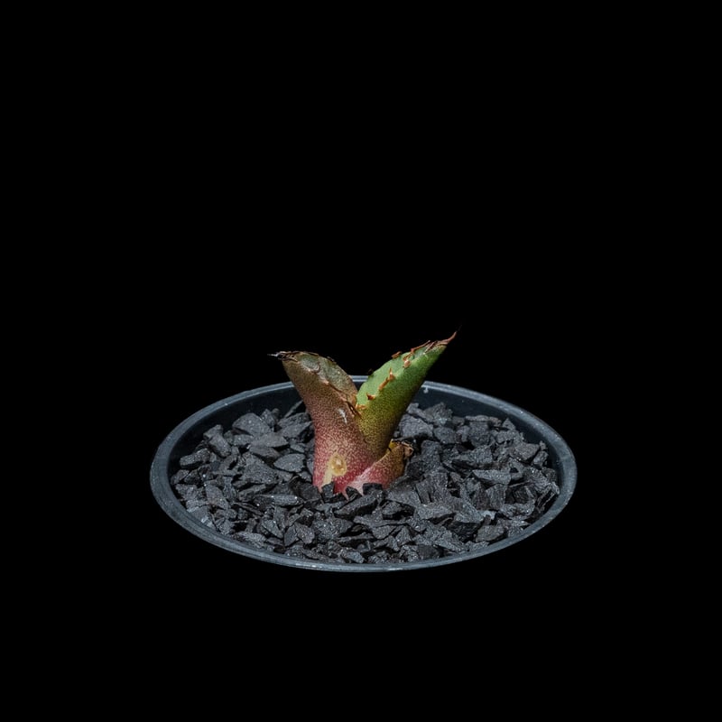 アガベ　チタノタ　錦　縦斑　乱れ斑　激レア！　本物　胴切り土台　カキ仔　5株付き アガベ チタノタ 錦 縦斑 乱れ斑 激レア！ 本物 胴切り土台 カキ