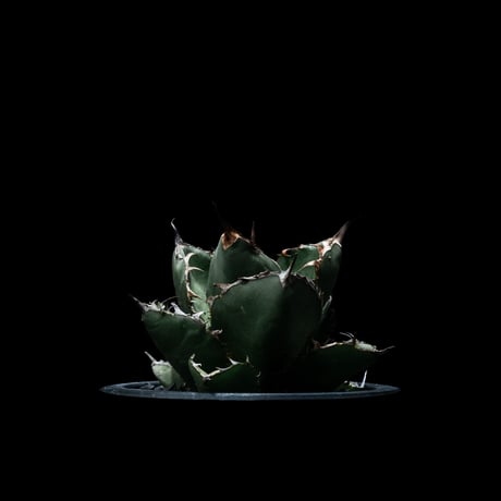 アガベ チタノタ ブラック&ブルー / Agave titanota ‘Black & Blue’ #16