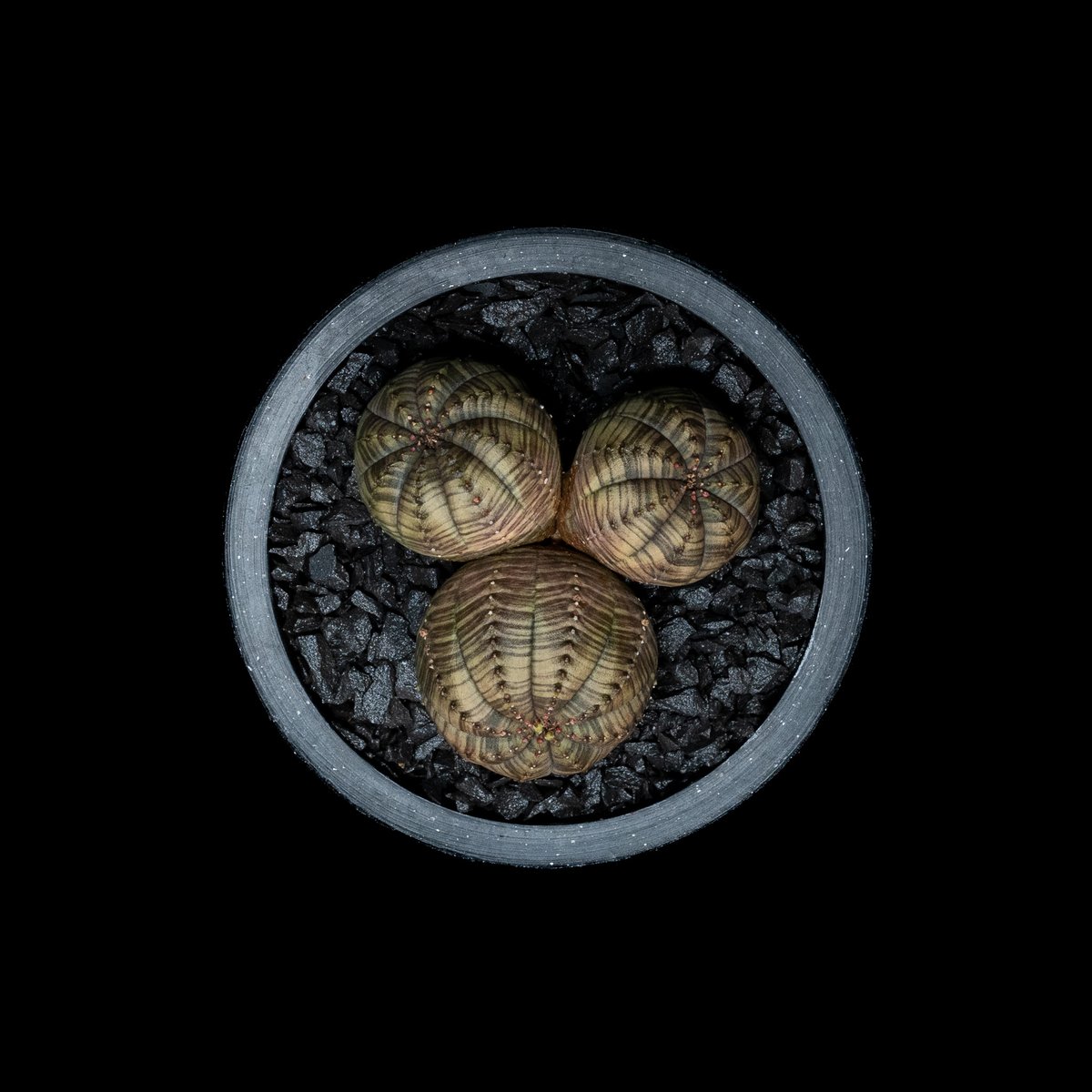 ユーフォルビア オベサ [多頭タイプ] / Euphorbia obesa f.caespit