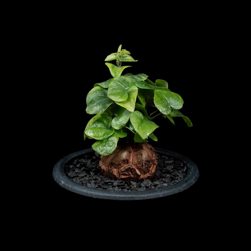 亀甲竜2 ディオスコレア 亀甲竜 / #2 【公式通販】