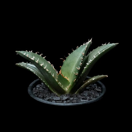 アガベ チタノタ 白鯨 / Agave titanota ‘White Whale’ #44