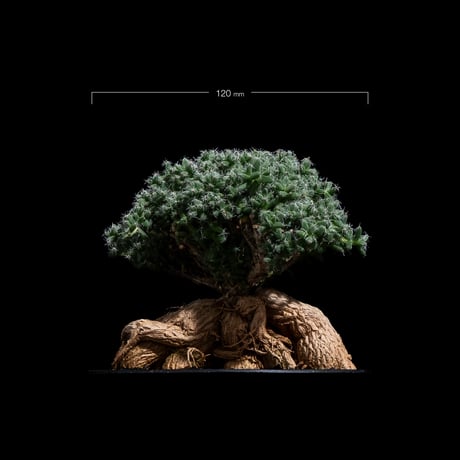 トリコディアデマ ブルボスム / Trichodiadema bulbosum #28