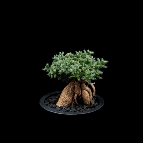 トリコディアデマ ブルボスム / Trichodiadema bulbosum #2