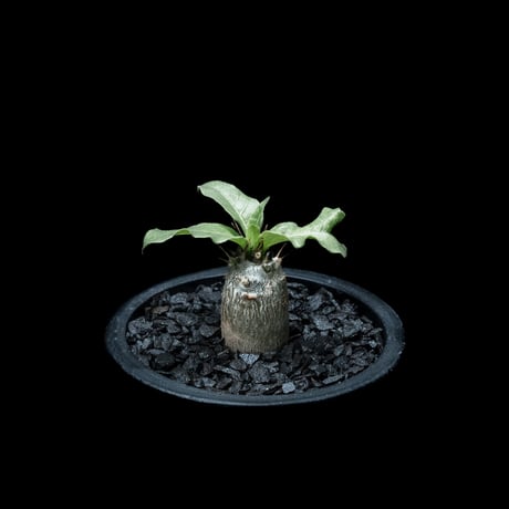 パキポディウム レアリー / Pachypodium Lealii #1