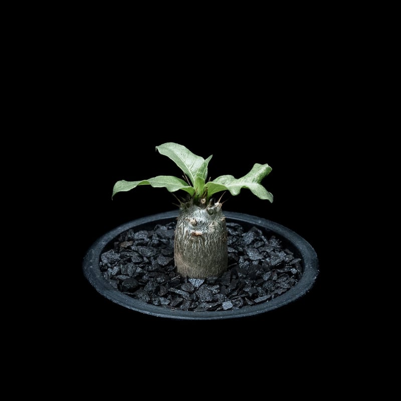 種子 20粒 パキポディウム レアリー Pachypodium lealii 種 Pachypodium Lealii【パキポディウム・レアリー・実生