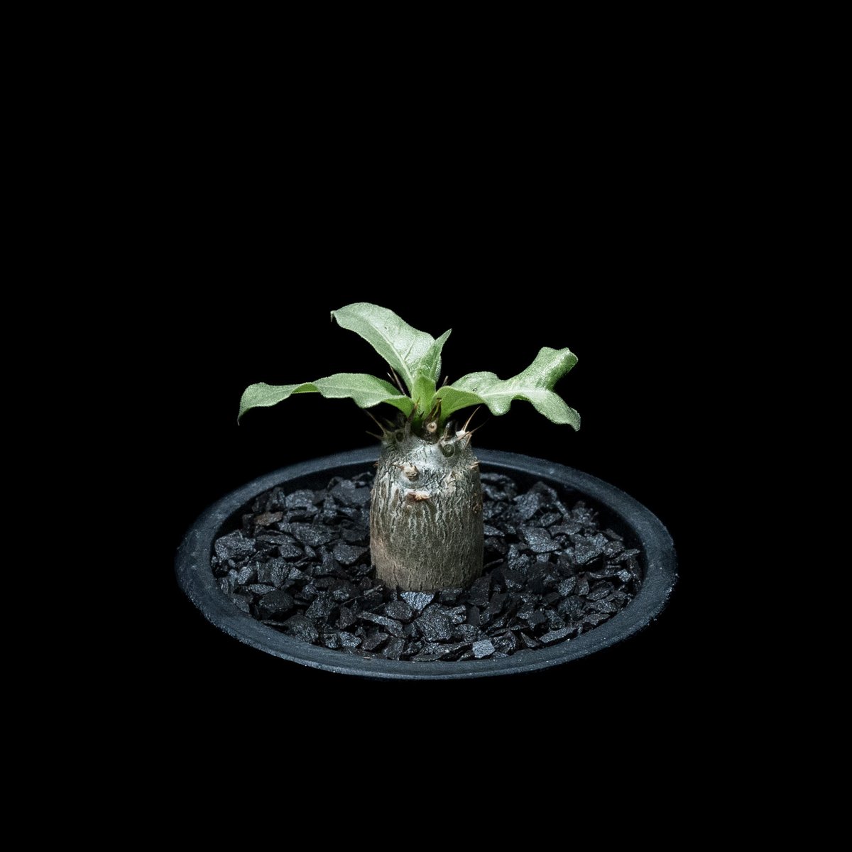 種子 20粒 パキポディウム レアリー Pachypodium lealii 種 Pachypodium Lealii【パキポディウム・レアリー・実生