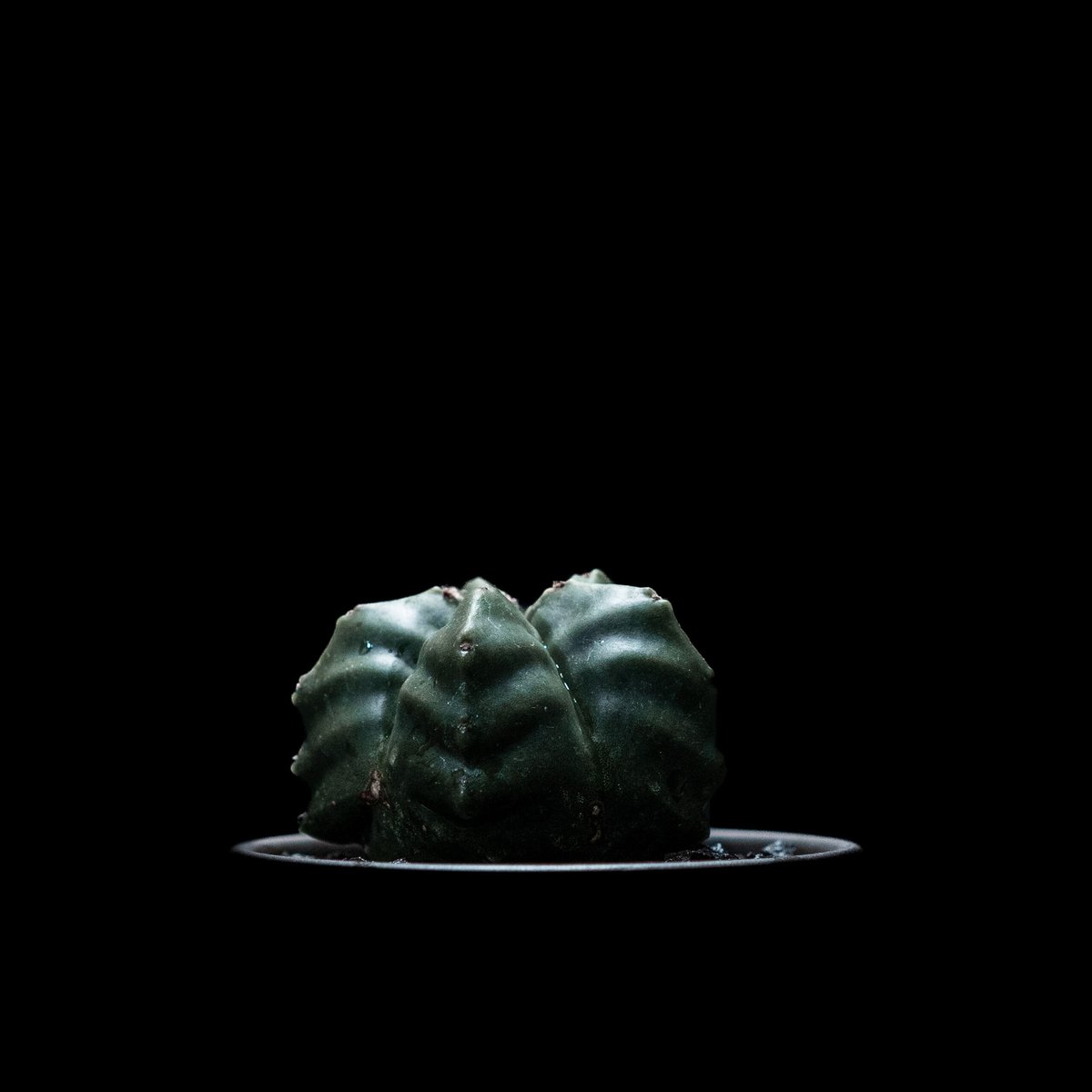 アストロフィツム 亀甲碧瑠璃鸞鳳玉 / Astrophytum myriostigma var