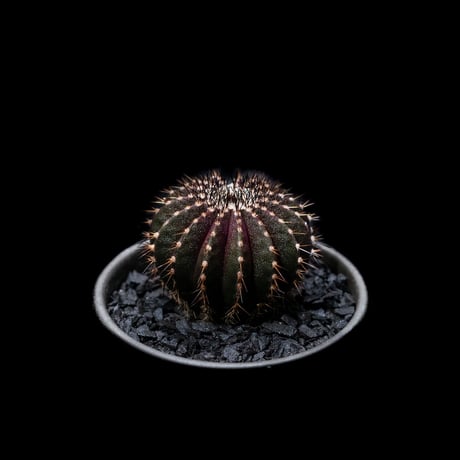 ユーベルマニア ペクチニフェラ / Uebelmannia pectinifera #2
