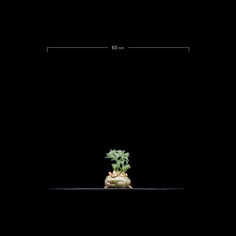 モンソニア ペニクリナム / Monsonia peniculina #25