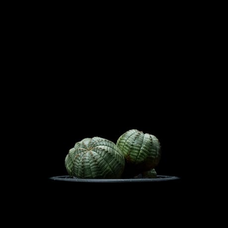 ユーフォルビア オベサ [多頭タイプ] / Euphorbia obesa f.caespitosa #18