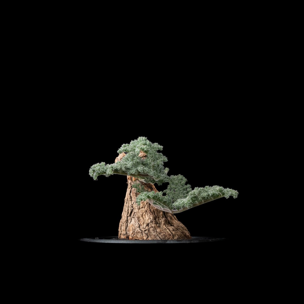 ペラルゴニウム トリステ / Pelargonium triste #10 | Ducks (