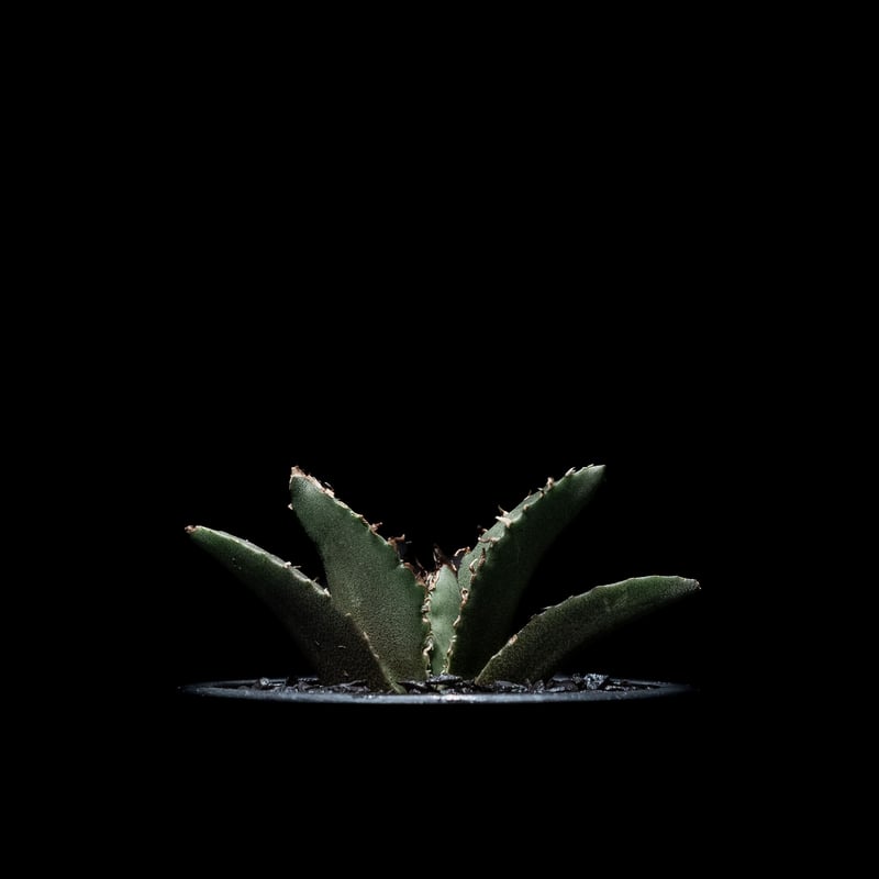 アガベ チタノタ 白鯨 / Agave titanota White Whale Amazon｜アガベ チタノタ 白鯨/Agave titanota 'White Whale