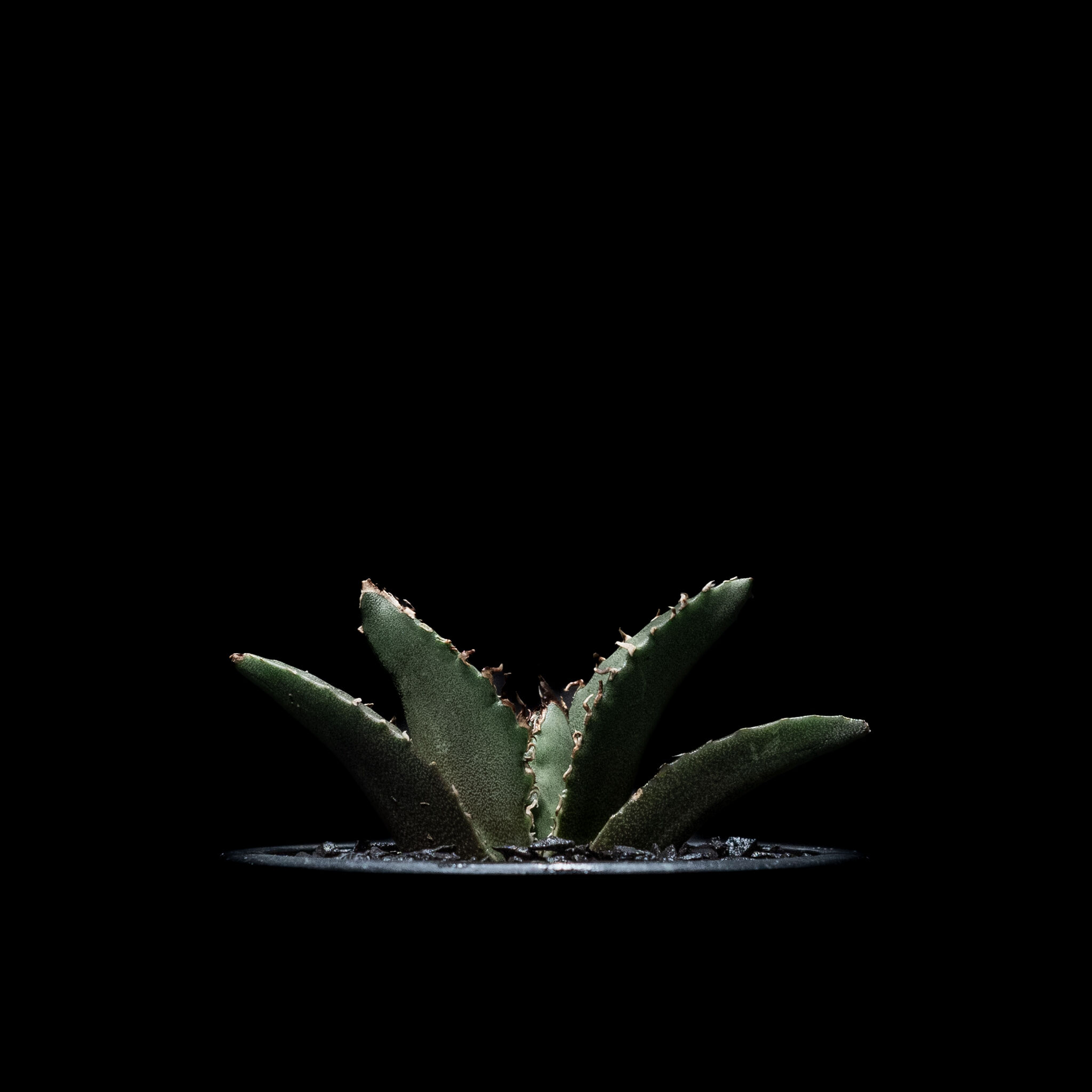 アガベ チタノタ 白鯨 / Agave titanota 'White Whale' #13