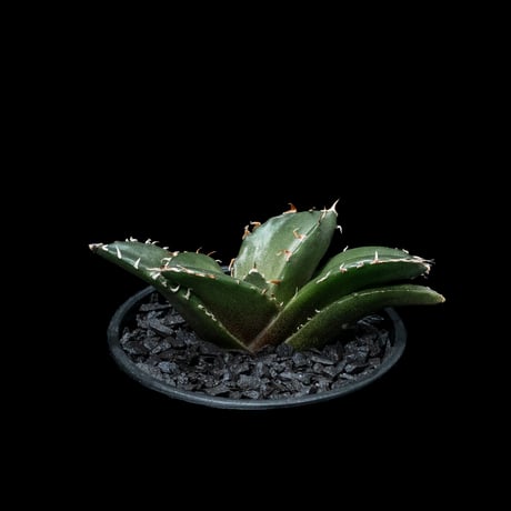 アガベ チタノタ 白鯨 / Agave titanota ‘White Whale’ #49