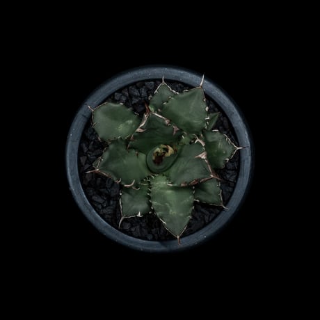 アガベ チタノタ 姫厳竜 / Agave titanota ‘Dwarf’ #13