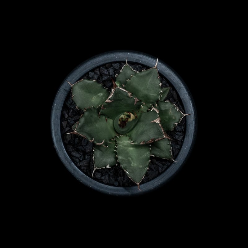 アガベ 姫厳竜 親株 VALIEM鉢付き アガベ チタノタ 姫厳竜 / Agave