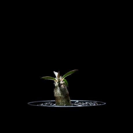 パキポディウム デンシフローラム / Pachypodium densiflorum