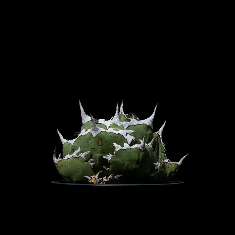 アガベ チタノタ 螃蟹 / Agave titanota 