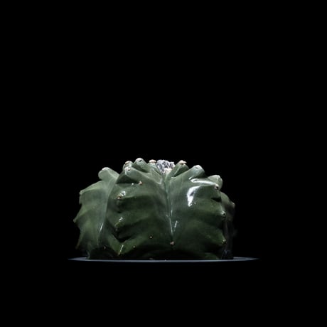 アストロフィツム 亀甲碧瑠璃鸞鳳玉 / Astrophytum myriostigma var. nudum #2