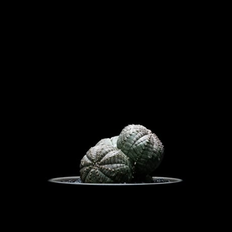 ユーフォルビア オベサ [多頭タイプ] / Euphorbia obesa f.caespitosa #3