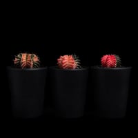 ギムノカリキウム ミハノビッチ 緋牡丹錦 / Gymnocalycium mihanovichii 'Hibotan Nishiki' #7#8#9（3set）