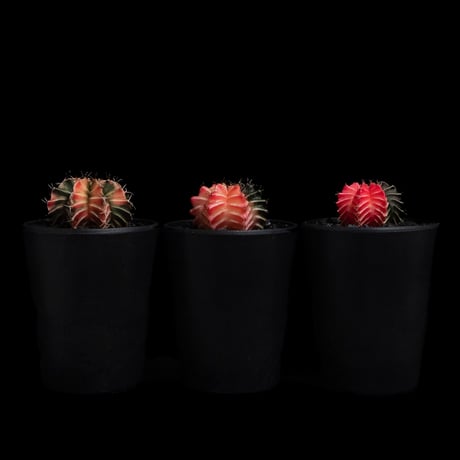 ギムノカリキウム ミハノビッチ 緋牡丹錦 / Gymnocalycium mihanovichii 'Hibotan Nishiki' #7#8#9（3set）