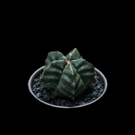 アストロフィツム 亀甲碧瑠璃鸞鳳玉 / Astrophytum myriostigma var. nudum