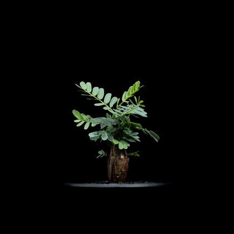 センナ メリディオナリス / Senna meridionalis #13