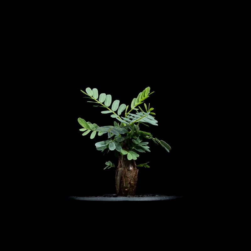 センナ メリディオナリス / Senna meridionalis #13 | Ducks (