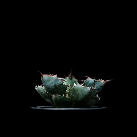 アガベ チタノタ ブラック&ブルー / Agave titanota ‘Black & Blue’ #5