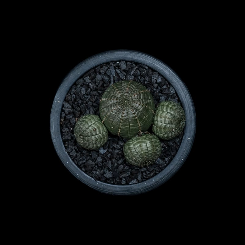ユーフォルビア オベサ [多頭タイプ] / Euphorbia obesa f.caespit