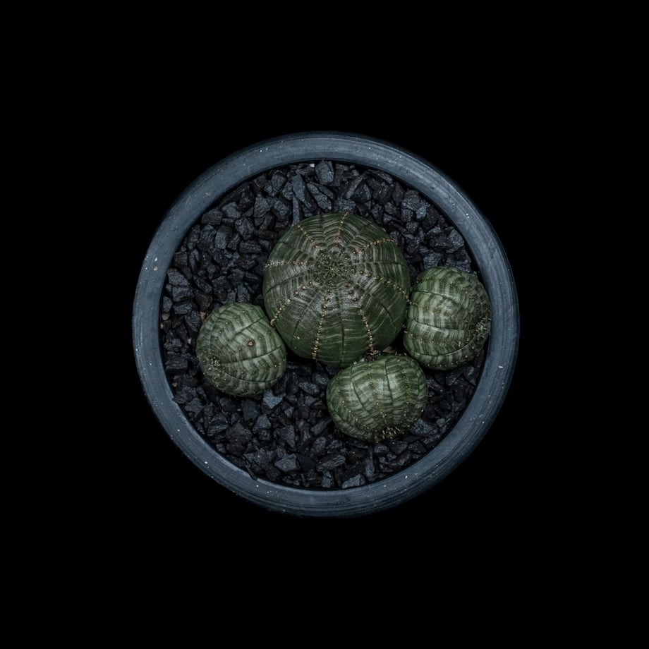 6505547524537c00482a3794