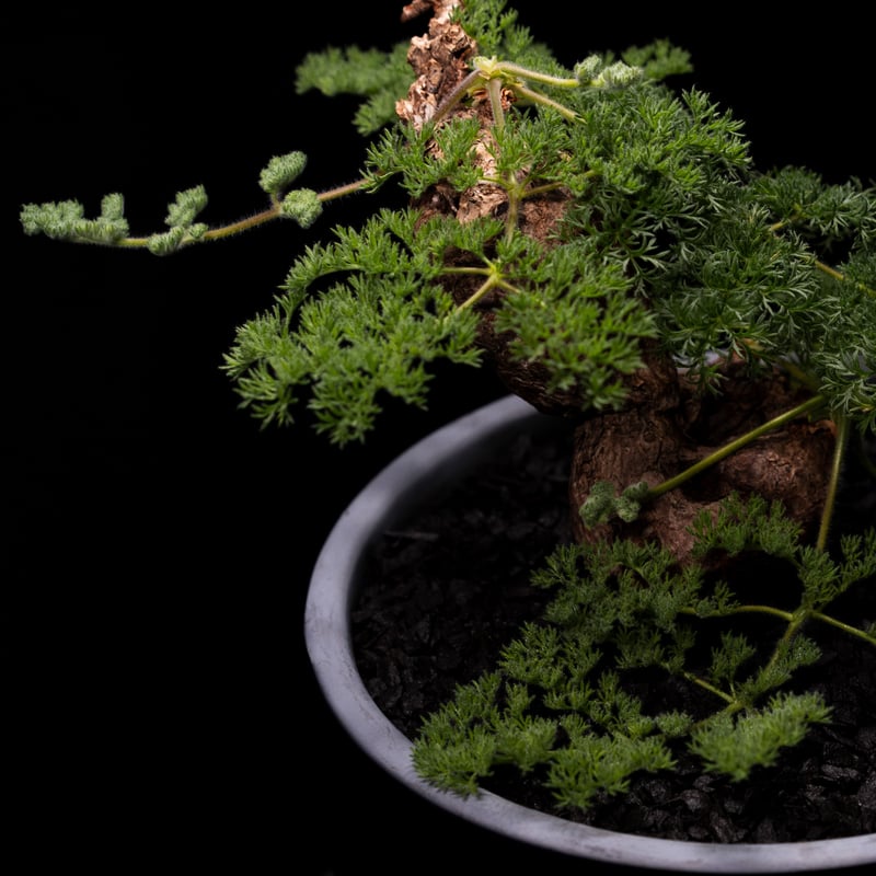 ペラルゴニウム トリステ　2 ペラルゴニウム トリステ 2 ペラルゴニウム トリステ | STELLA.PLANTS