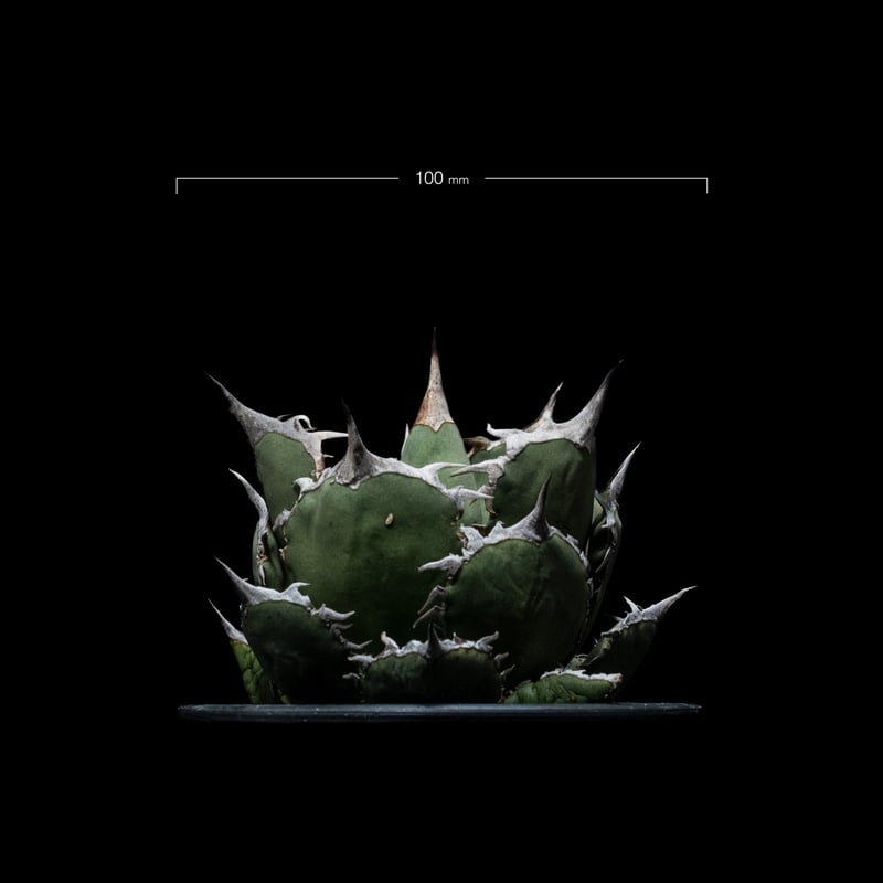 アガベ チタノタ 烈焔 逆刺 / Agave titanota 'Flame' #1 | Du アガベ チタノタ 烈焔 逆刺 / Agave titanota 'Flame' #1 | Du