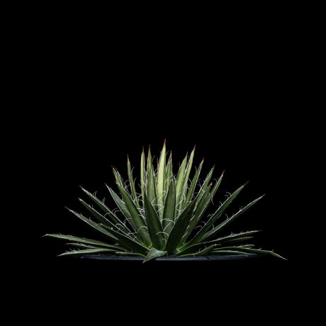 アガベ ムルチフィリフェラ / Agave multifilifera #1