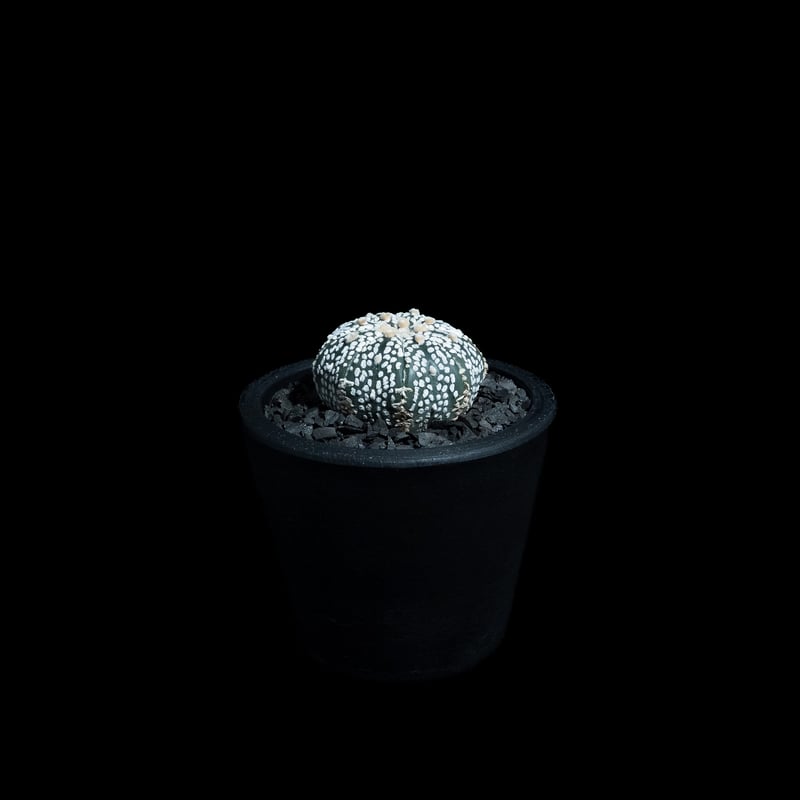 アストロフィツム アステリアス / Astrophytum asterias #20 | Du